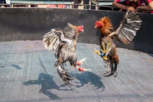 Chinh Phục Cách Chơi Đá Gà GA28 Tại 6FF Để Rinh Tiền Về Túi