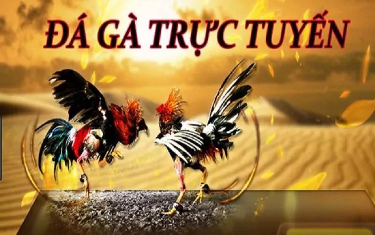 Trải Nghiệm Sảnh Cược Đá Gà 6FF Đẳng Cấp Hàng Đầu Châu Á Ngay